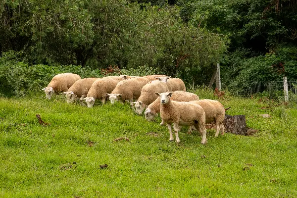 Santidade-Ovelhas